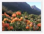 Proteas - Table Mountain * 605 x 461 * (71KB)